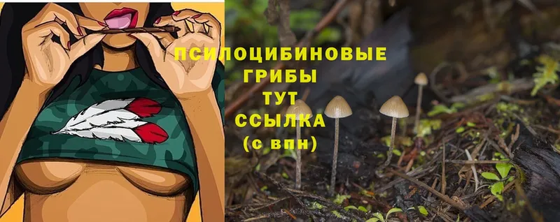 сколько стоит  Строитель  Псилоцибиновые грибы MAGIC MUSHROOMS 